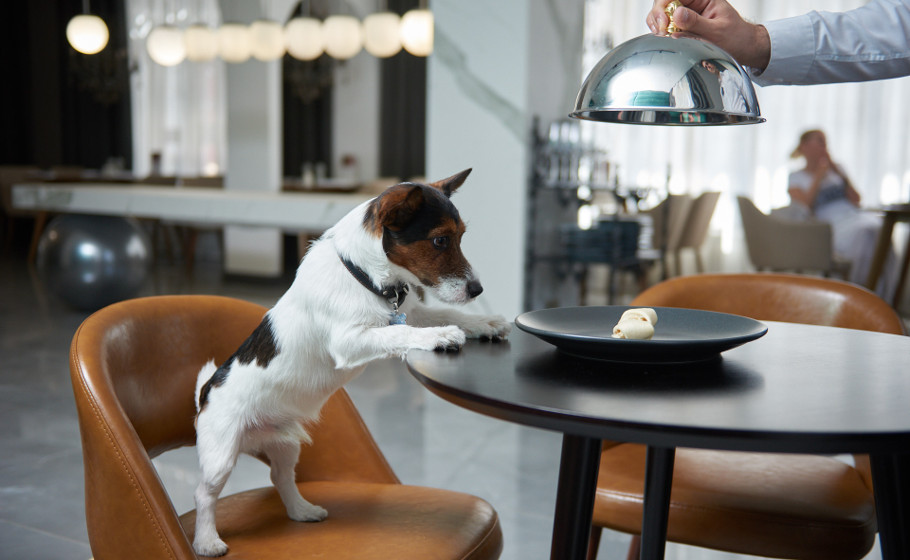 The best conditions for your pets
