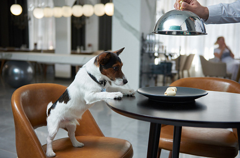 The best conditions for your pets